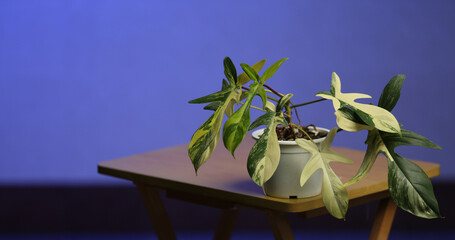 philodendron florida beauty variegated in white pot on the table blue background leaves yellow Foliage Araceae Aroid  © Thusbaudin