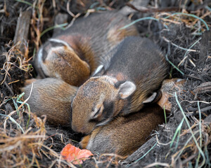 Litter Cottontail Rabbit Rabbits - Nest