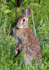 Cotton Tail Rabbit - Portrait