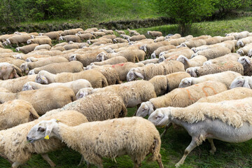 Fototapeta premium Herd of sheep, goats and donkeys in the meadows in Tuscany. Italy