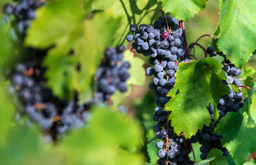 Vine with black grapes on vineyard