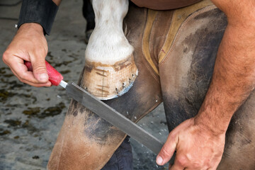 Crop farrier shaping hoof of horse