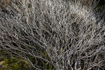 Fototapeta na wymiar Bushes of tree plant on the ground with branches to small twigs, Calluna vulgaris (heath, ling or simply heather) is a genus Calluna in the flowering plant family Ericaceae, Nature pattern background.