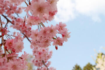 桜と空