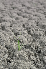 Resilient green grass growing from arid ground