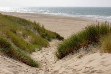 Beach view from the path sand between the dunes at Dutch north sea coastline with european marram grass (beach grass) along the dyke under blue clear sky, Noord Holland, Netherlands.