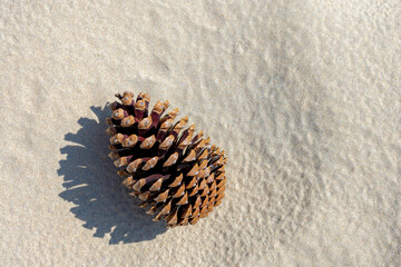 Selective focus of one single dried pine cones seed on very fine white sand beach, Big brown conifer cones with free copy space, Sand surface texture, Nature decoration background.