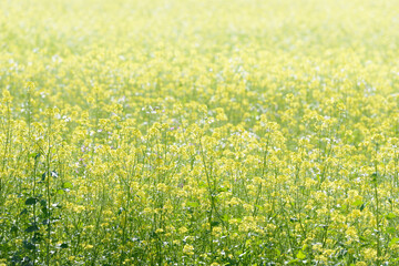 Yellow white flowers of white mustard, background, gradient