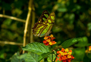 butterfly on flower