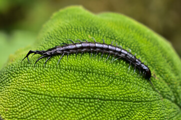 caterpillar on leaf