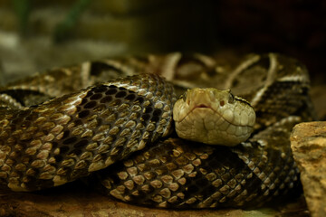 close up of a snake
