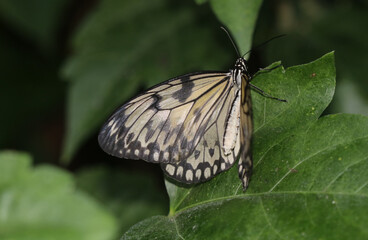 Weiße Baumnymphe - Paper kite butterfly