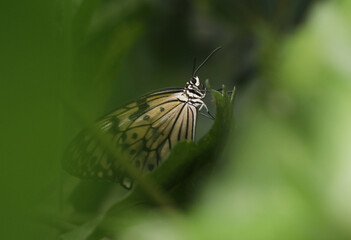 Weiße Baumnymphe - Paper kite butterfly