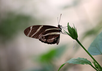 Zebrafalter - Zebra longwing