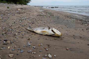 Fototapeta na wymiar Close up shot of dead fish body on the beach. Ecological catastrophe, contamination, water pollution, toxic waste, eco system damage, climate change, global warming concept.