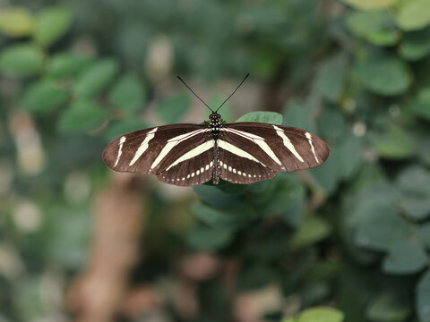 Zebrafalter - Zebra longwing