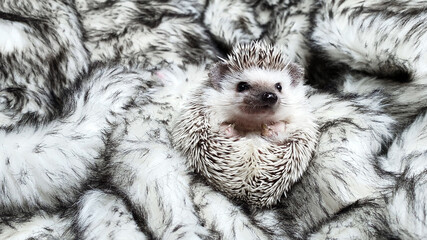 Little hedgehog sitting on gray fake fur background, portrait of cute little hedgehog pet