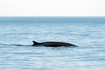 Fototapeta premium Fin Whale - Diving