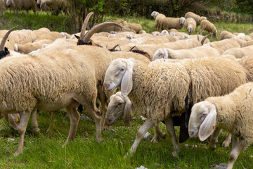 Obraz na płótnie Canvas Herd of sheep, goats and donkeys in the meadows in Tuscany. Italy