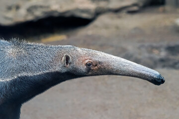 Giant Anteater - Portrait