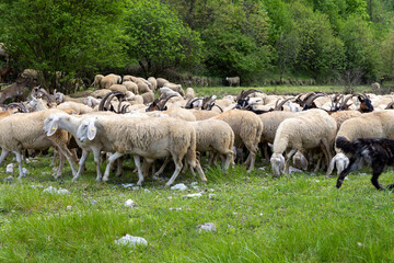 Fototapeta premium Herd of sheep, goats and donkeys in the meadows in Tuscany. Italy