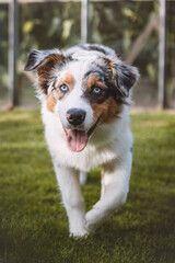 Australian Shepherd puppy walks happily up to his owner expecting a treat. The happy and excited look of a colourful puppy. Detail on the movement of a young puppy