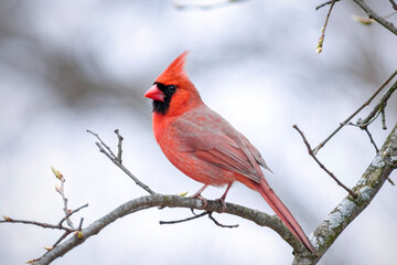 Northern Cardinal - Male Perched