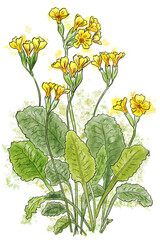 watercolor illustration of primula veris (cowslip) with yellow flowers