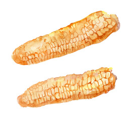 Corn on the cob. Watercolor hand drawn illustration