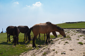 Fototapeta na wymiar Mare and donkey grazing. Sunny day pasture landscape