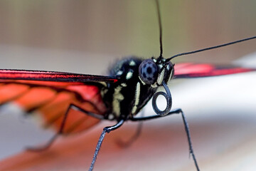 Postman Butterfly - Close Up