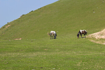 Naklejka na ściany i meble Two horses grazing in grasslands at high altitude region. Pasture sunny day