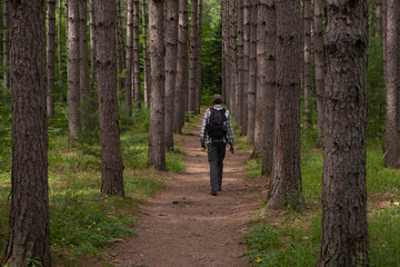 Fototapeta premium Young fit man walking through an alley in coniferous forest on a summer sunny day in northern Ontario provincial park. Selective focus, blurred background.