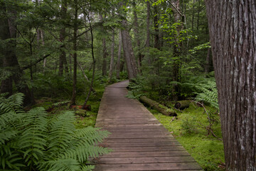 Wooden boardwalk deck path going through a thick forest surrounded by large pine trees, lush green fern plants and marsh areas.