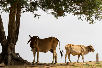 Tow sacred cows under a tree in Jaisalmer, Rajasthan (India)