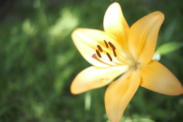 yellow lily flower
