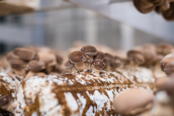 Shiitake mushrooms cultivated in vertical mushroom farm growing on substrate. Shitake is gourmet and medicinal mushroom.