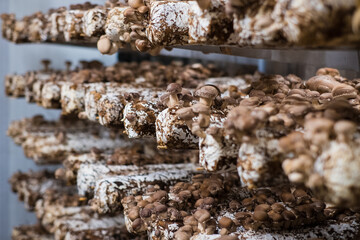 Shiitake mushrooms cultivated in vertical mushroom farm growing on substrate. Shitake is gourmet and medicinal mushroom.