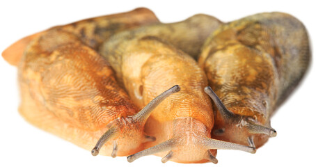 Natural small garden snail on the desk