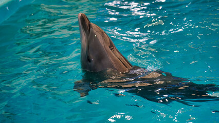 A dolphin pokes its head above the water in a swimming pool.