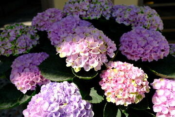 hydrangea flowers