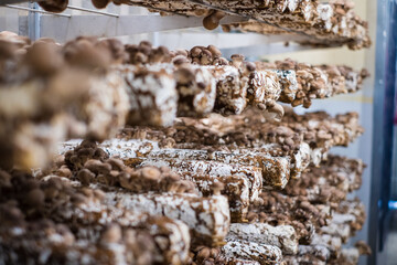 Shiitake mushrooms cultivated in vertical mushroom farm growing on substrate. Shitake is gourmet and medicinal mushroom.