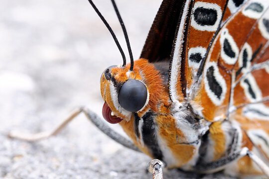 White Barred Emperor Butterfly - Portrait