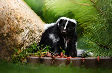 Young pet skunk posing in a garden