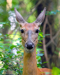 White Tail Deer - Portrait