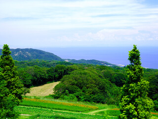 Fototapeta na wymiar 丘から見た海の写真