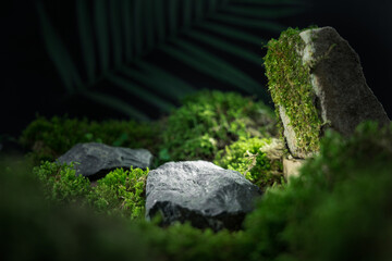 Natural forest product display with moss on rocks for product photography or mockup background....
