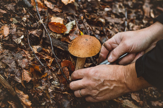 Detail of Boletus edulis in spruce needles and the hands of the man collecting it. Autumn time in the months of September and October, which are ideal for mushroom growth. Forest environment