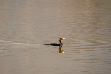 Cormorant Swimming in Lake