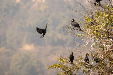 Cormorants Roosting in a Tree